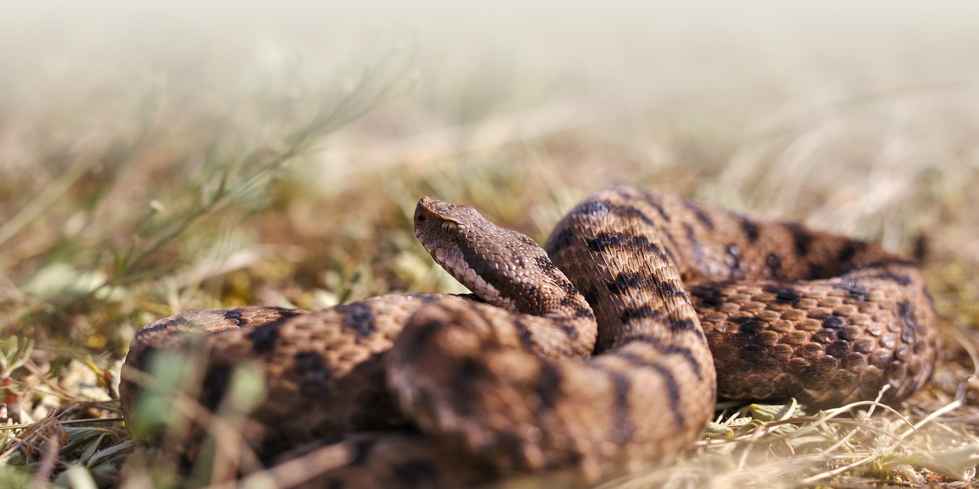 Vipera aspis