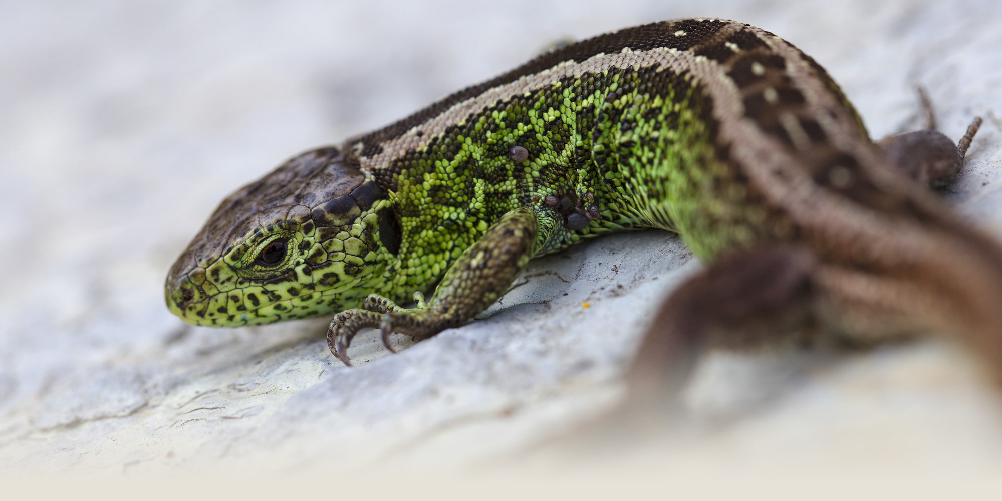 Lacerta viridis