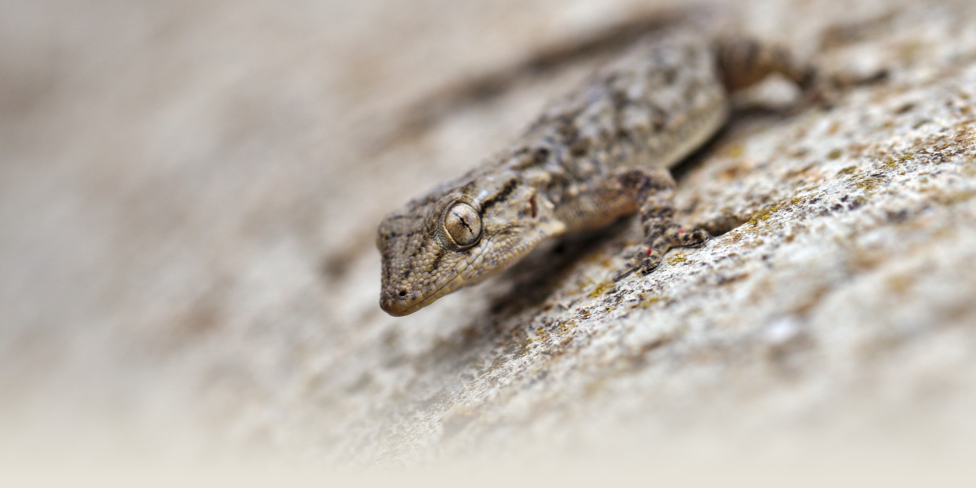 Tarentola mauritanica